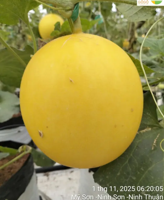 Thu Hoạch - Mỗi Vườn Thu Hoạch 7 - 10 Ngày