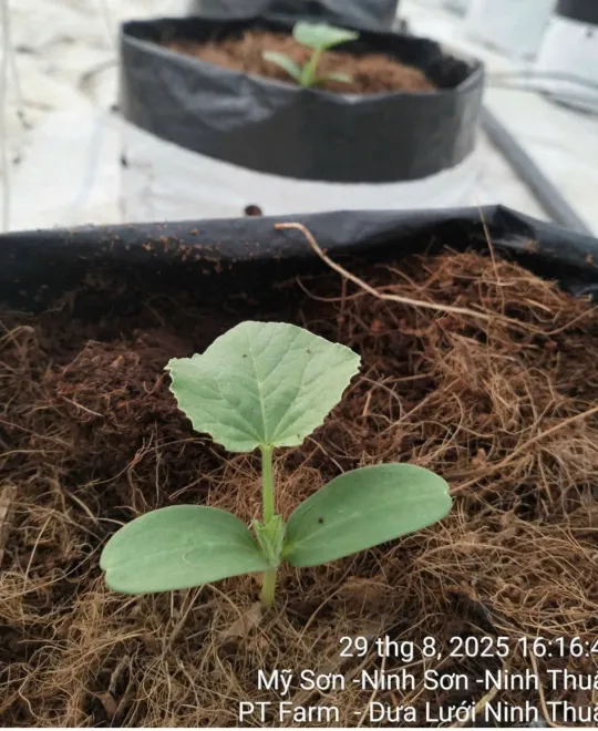 Ngày 1 - Gieo Mầm