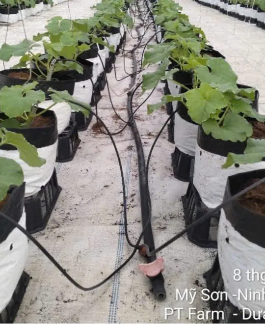 Ngày 10 - Nuôi Rễ 