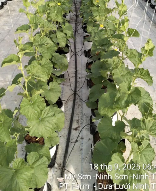 Ngày 20 - Căng Tràn Sức Sống