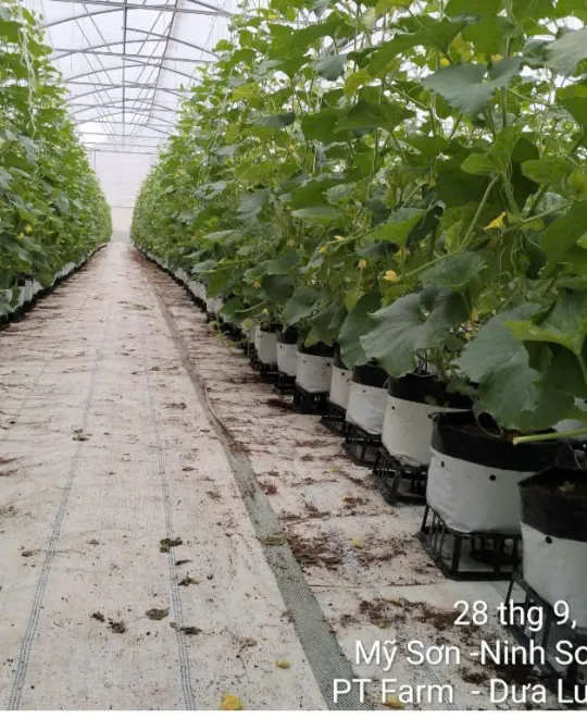 Ngày 30 - Đậu Trái 