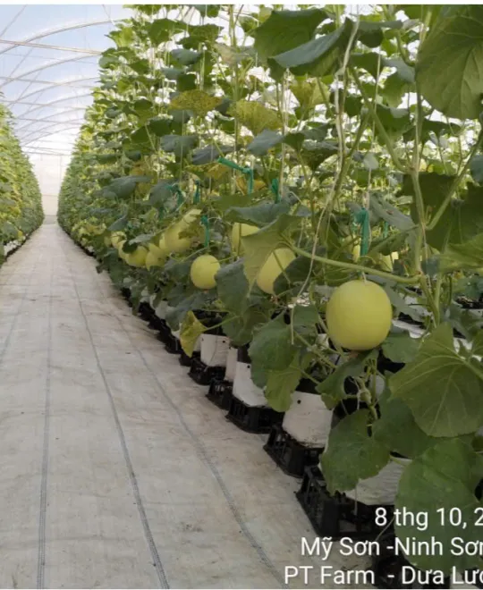 Ngày 40 - Lớn Nhanh Trong Nắng Gió