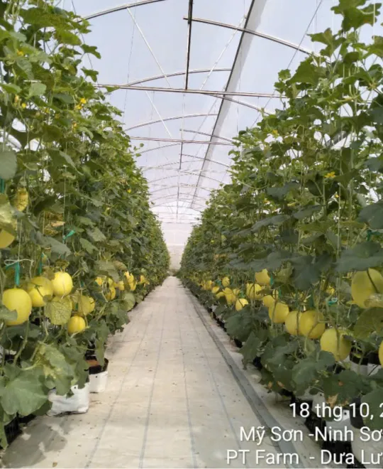 Ngày 50 - Nắng Làm Ngọt