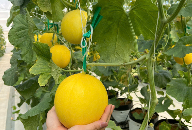 FROM FARM TO CUP - Hành trình trọn vẹn từ nông trại đến tay bạn. 